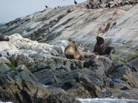 Katamaranausflug Beagle Kanal Robben