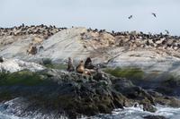 Katamaranausflug Beagle Kanal Robben