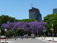 Buenos Aires Jacaranda