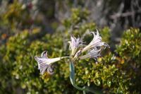 Blume auf 