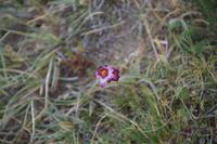 Blume