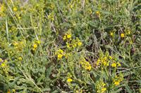 Blumen 