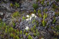 Blumen Isla H