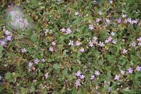 Blumen
