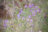 Blumen