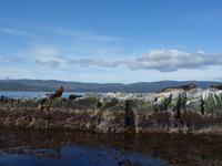 Bootsfahrt auf dem Beagle-Kanal
