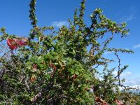 Calafate-Frucht