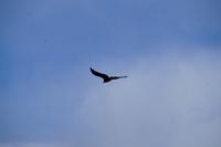 Condor 
