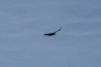 Condor