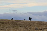 Condor