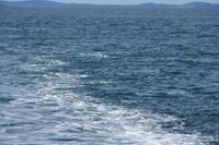 Delphin 