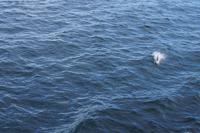 Delphin