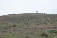 Dieses Guanaco läuft gleich los....