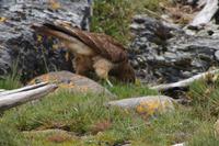Falke mit Durst