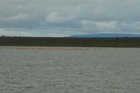 Flamingos