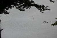 Flamingos