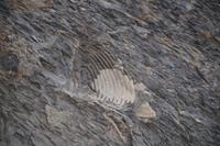 Fossil