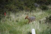Fuchs 