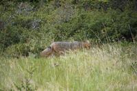 Fuchs 