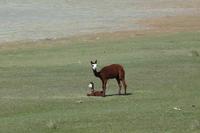 Guanako mit Baby