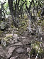 Huemul 