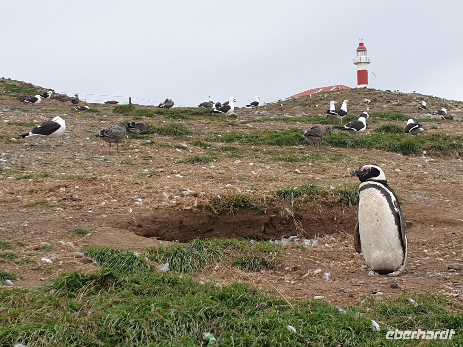 Insel Isla Magdalena inmitten der Magellan-Straße, das Zuhause von zigtausenden Pinguinen