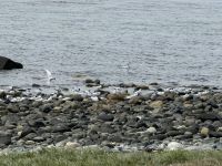 Isla Magdalena 