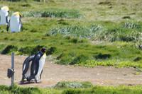 Königspinguine 