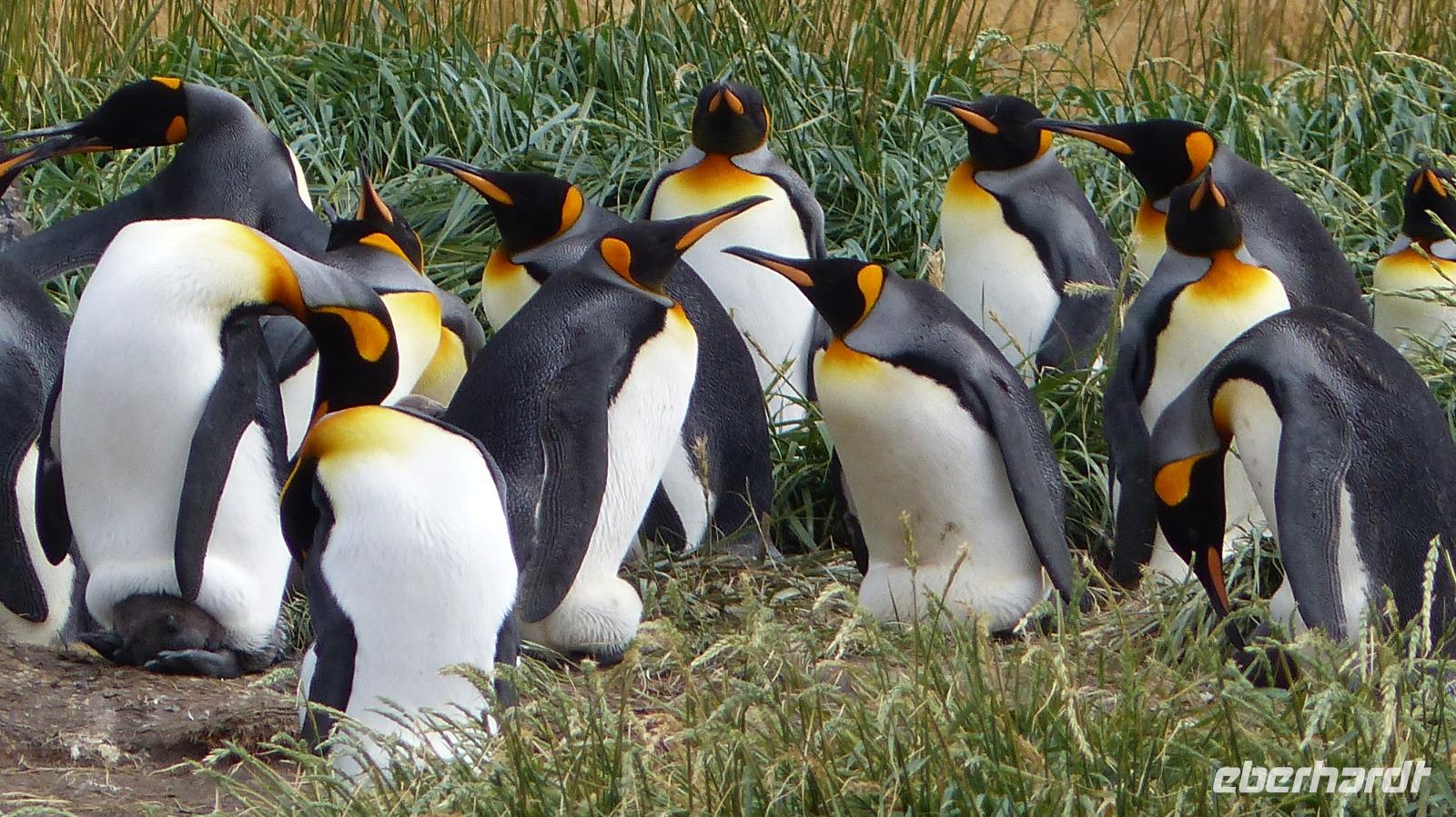 Köningspinguine in Feuerland