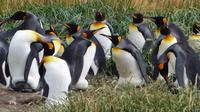 Köningspinguine in Feuerland
