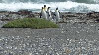 Köningspinguine in Feuerland
