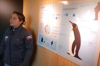 Köningspinguine in Feuerland