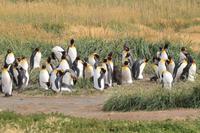 Köningspinguine in Feuerland