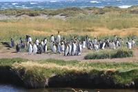 Köningspinguine in Feuerland