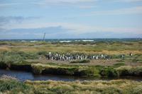 Köningspinguine in Feuerland