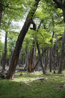 Lenga-Wald 