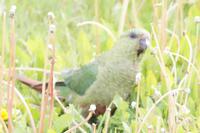 Loro
