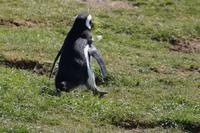 Pinguin mit Bart 