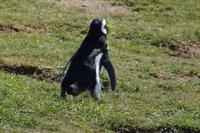 Pinguin mit Bart 