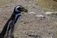 Pinguin mit Bart 