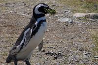 Pinguin mit Bart 