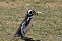 Pinguin mit Bart 