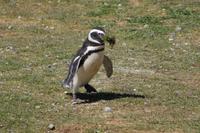 Pinguin mit Bart 