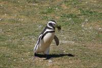 Pinguin mit Bart 
