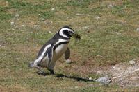 Pinguin mit Bart 