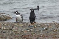 Pinguine am Seno Otway