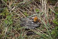 Schmetterling