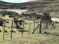 Torres del Paine 