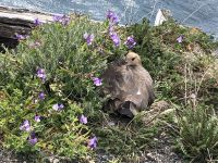 Torres del Paine 