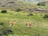 Torres del Paine 